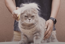 ぶっわぁ〜！綿毛のように飛ぶ猫の抜け毛がすごい。