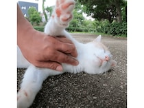 ナデられ方にこだわりたいミルクティー猫さん、ツンデレっぷりが可愛い♡