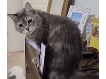 スマホスタンドがない！と困った女の子、猫さんに頼んだら引き受けてくれた