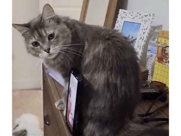 スマホスタンドがない!と困った女の子、猫さんに頼んだら引き受けてくれた