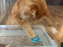 暑い日に飼い主さんが「魚釣り」を用意したら、猫さんたちが夢中になりすぎた