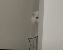 留守番させるにゃんて…！ 無言で怒る猫