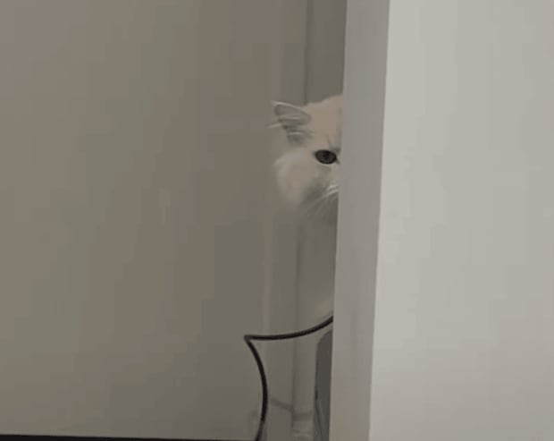留守番させるにゃんて…! 無言で怒る猫