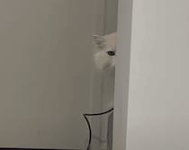 留守番させるにゃんて…！ 無言で怒る猫