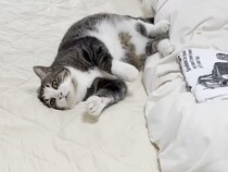 寝室に入れてもらえた猫さん、嬉しすぎて飼い主さんのお仕事を全力で邪魔！