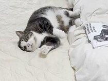 寝室に入れてもらえた猫さん、嬉しすぎて飼い主さんのお仕事を全力で邪魔！