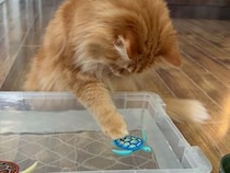暑い日に飼い主さんが「魚釣り」を用意したら、猫さんたちが夢中になりすぎた