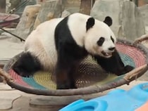 ブランコで遊ぶパンダさん、激しく揺れてもマイペースだった