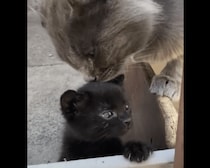 「ニャにしてるの！」子猫を泣かせてしまったパパ猫、ママ猫に怒られる