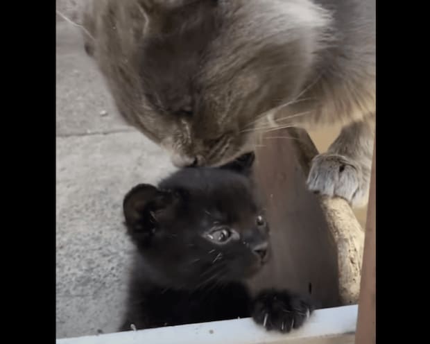 「ニャにしてるの!」子猫を泣かせてしまったパパ猫、ママ猫に怒られる