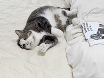 寝室に入れてもらえた猫さん、嬉しすぎて飼い主さんのお仕事を全力で邪魔！