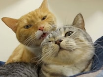 「毛繕いしてほしいな…」姉猫さんに視線を送ってアピール作戦！