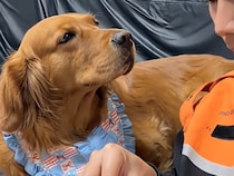 「大丈夫だよね？」壊れたおもちゃを直してもらう犬さん、その目が今にも泣きそうだった