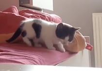「(飛べるかにゃ？) 」勇気が出なくてベッドから降りられない子猫、まさかの結末に