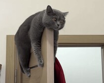落ちないでね？ くつろいでいるだけで面白い猫さん。