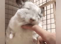 ナデナデされるチンチラ「そこ気持ちいいです〜♡」表情が可愛いすぎ！
