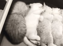 子猫「あたちも一緒に寝る〜」きょうだい達と自然と整列して寝ちゃう！