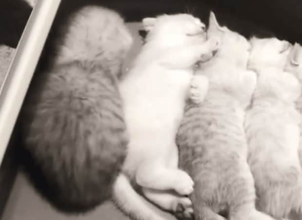 子猫「あたちも一緒に寝る〜」きょうだい達と自然と整列して寝ちゃう!