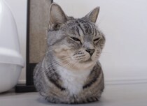 香箱座りはリラックスしている証拠！ 姉猫の隣ならさらに…？