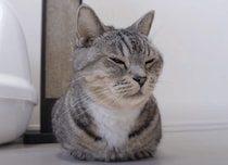 香箱座りはリラックスしている証拠！ 姉猫の隣ならさらに…？