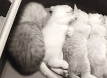 子猫「あたちも一緒に寝る〜」きょうだい達と自然と整列して寝ちゃう！
