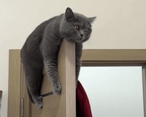 落ちないでね？ くつろいでいるだけで面白い猫さん。