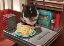 ドールハウスでハムスターにご飯をあげてみたら、とっても可愛い映像に！
