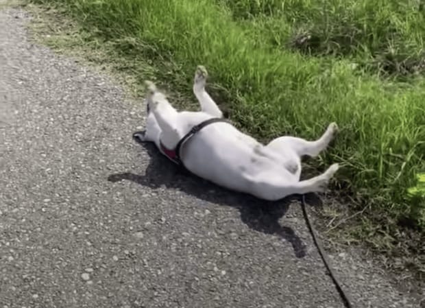 道端に犬が落ちていた！ 自由すぎる日光浴