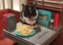 ドールハウスでハムスターにご飯をあげてみたら、とっても可愛い映像に！