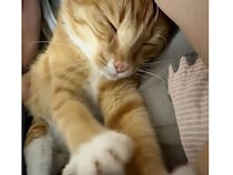 夢の中でも「ふみふみ」が止まらない猫さん、リズムが良すぎてピアニストに見えた！