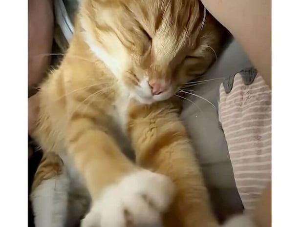 夢の中でも「ふみふみ」が止まらない猫さん、リズムが良すぎてピアニストに見えた！
