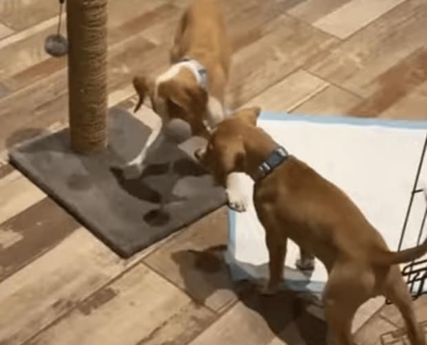 猫じゃらしも楽しい？ネコのおもちゃで遊ぶ子犬たち