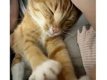 夢の中でも「ふみふみ」が止まらない猫さん、リズムが良すぎてピアニストに見えた！