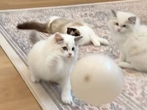 風船を全力で追いかけていた子猫さんたち、楽しい時間は一瞬で終わってしまった