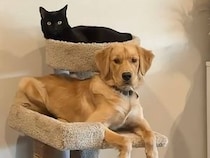 キャットタワーを我が物顔で使うゴールデンレトリバーさん、「何か問題でも？」な顔をしていた