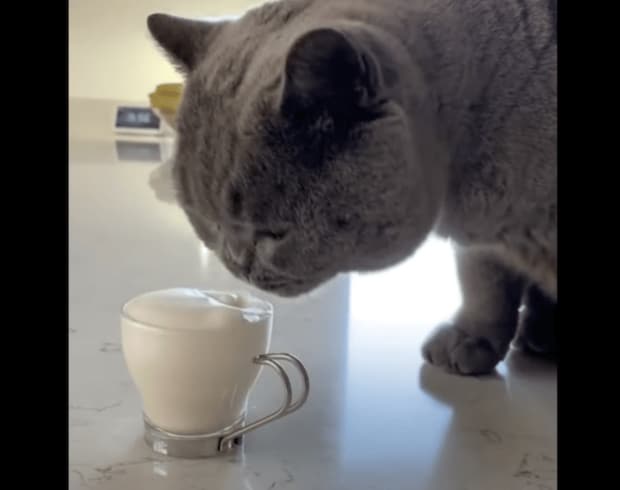 猫大喜び?ふわっふわなキャットチーノ!