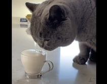 猫大喜び？ふわっふわなキャットチーノ！