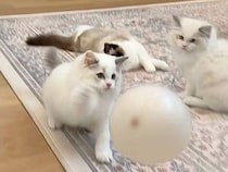 風船を全力で追いかけていた子猫さんたち、楽しい時間は一瞬で終わってしまった