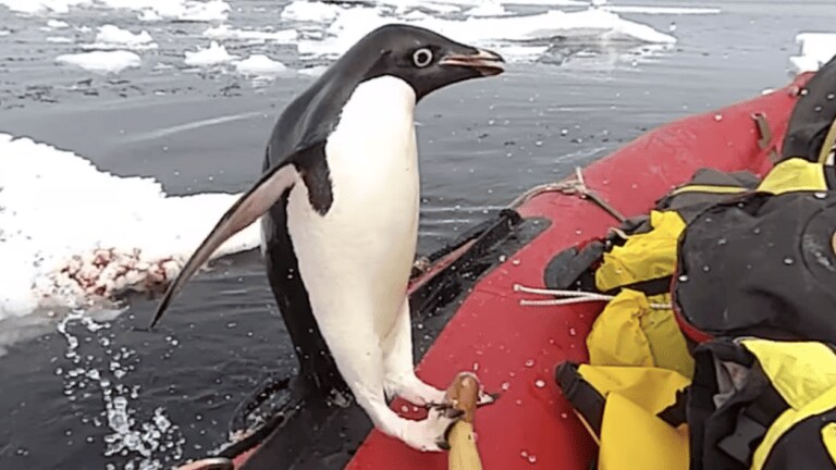 ペンギン「あれ？ 氷じゃない」上陸する場所が違うよー！ | ママテナ