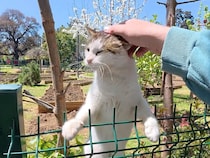 6年来の顔なじみの猫さん、友達に会いたくてフェンスを飛び越えてきた♡