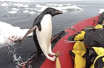 ペンギン「あれ？ 氷じゃない」上陸する場所が違うよー！