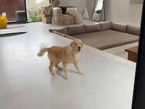 新しいお家をウキウキ探検していたゴールデンレトリバーさん、謎の像を見つけてパニックに