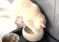 濡れるのは嫌だけど水遊びは大好きな猫さん。