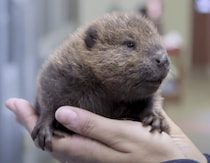 なんの赤ちゃんか分かるかな？ つぶらな瞳の…