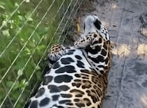 あの動物もヘソ天で寝ている姿は、まるで猫ちゃんみたい！