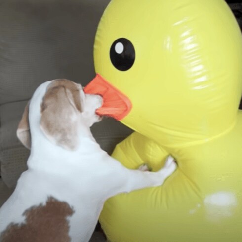 巨大アヒルが現れた！ 怖がるかと思いきや、犬さんの反応は？ | ママテナ
