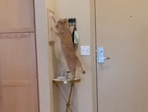 真剣に作業中！ 額縁をトントン叩き続ける茶トラ猫さん