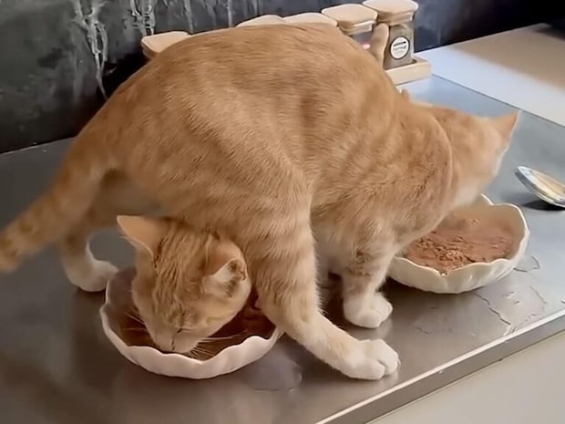 茶トラ猫さんたちのご飯タイム、なぜかとんでもないポーズで食べていた