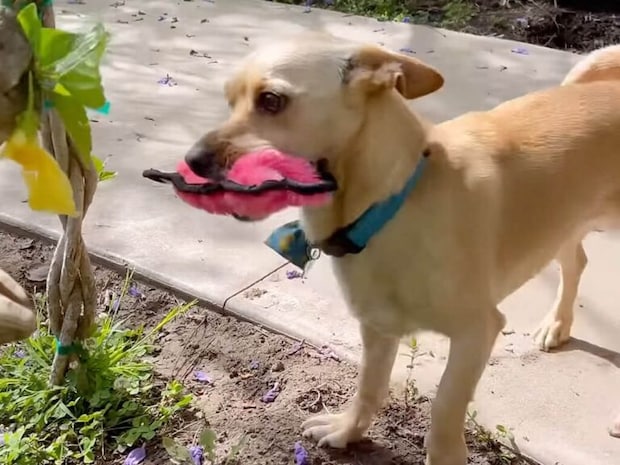 黄色いお花を見つめるリクガメさんに、ピンクのおもちゃを見せたい犬さんが可愛い