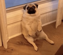 この反応可愛すぎる！ 歌を唄ったらそれを聴いていた愛犬が…
